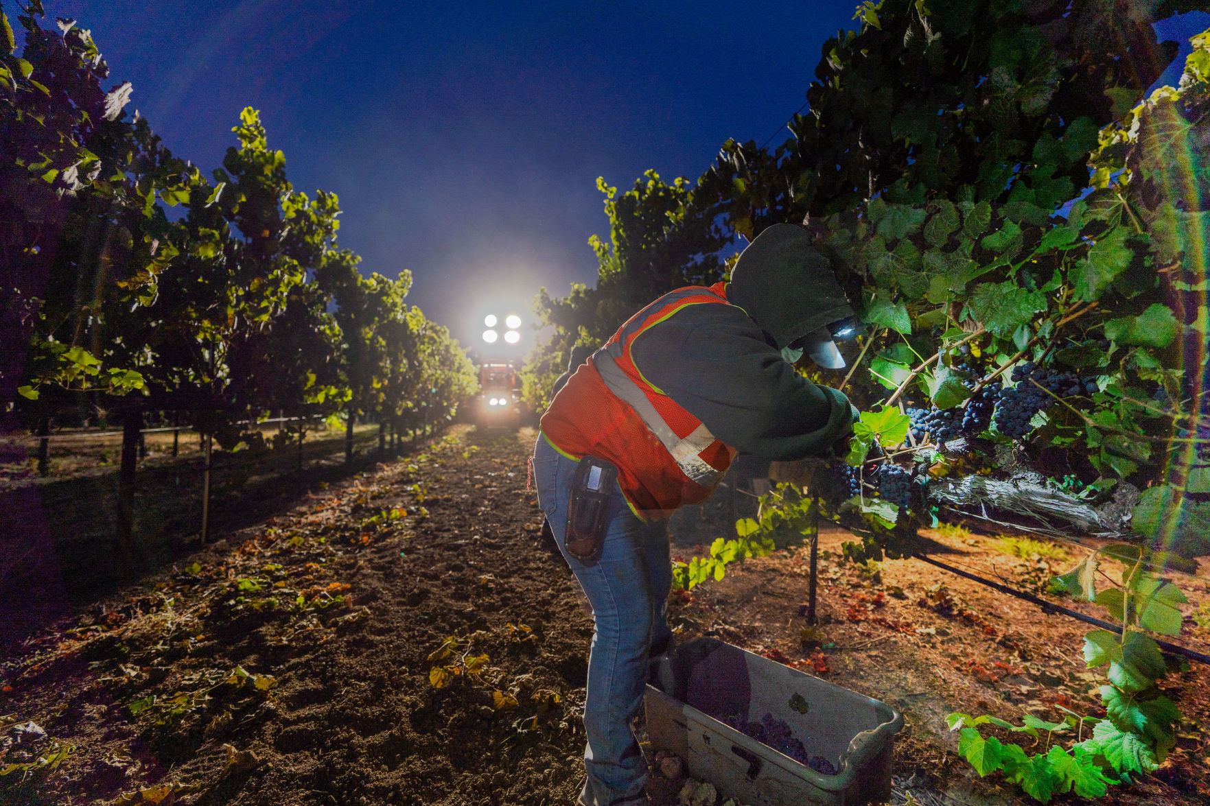 Napa Valley grape harvest 2019